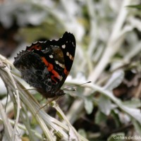 Vanessa indica Herbst, 1794